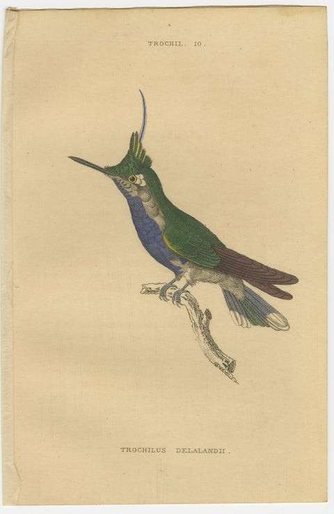 Hummingbird Bird Prints, Handcolored Fiery-Tailed Hummingbirds by Jardine, 1837, view 10