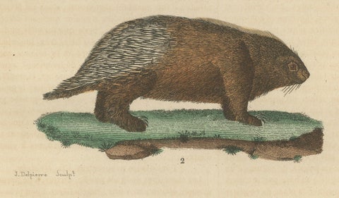 Antique Engraving of Crested Porcupine and North American Porcupine, ca.1825, close-up 4