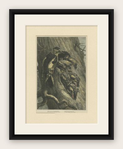 Antique Bird Print of Woodpeckers '1879', shown framed