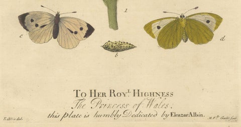 Elephant Hawk-Moth and Bedstraw from A Natural History of English Insects, 1749, close-up 3