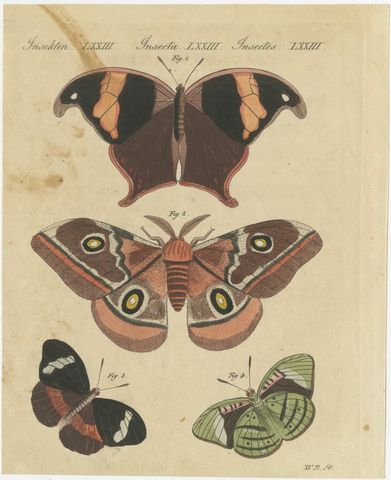 Exotic Butterflies and Saturniid Moth, Antique Bertuch Print, Vienna, circa 1815, view 2