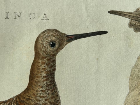 Ruff Bird Print with Nest, Tringa Pugnax by Nozeman and Sepp, 1770, view 5