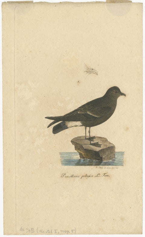 Franz Sturm's Illustration: a European Storm Petrel (Procellaria pelagica), 1830, view 2