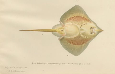 Rare Lithograph of Sharks and Skate from Pisces Scandinaviae Collection, 1895, close-up 1