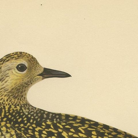 Antique Bird Print of the European Golden Plover by Von Wright, 1929, close-up 1