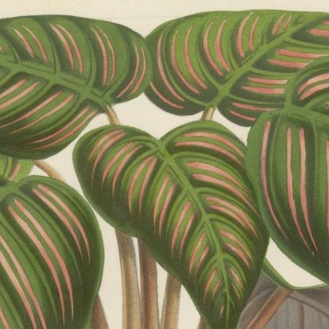 Regal Prayer Plant: Hand-Colored Lithograph by Louis van Houtte, 1855, close-up 4