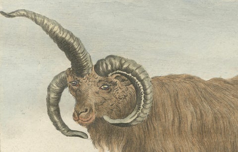 Rare 1769 Iceland Sheep Pair, Hand-Coloured Buffon Engravings Amsterdam, close-up 6