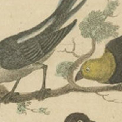 Antique Bird Print of a Nightjar and Other Birds by Davenport, 1821, close-up 2