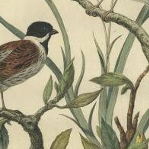 Antique Bird Print of the Common Reed Bunting by Sepp & Nozeman, 1770, close-up 1