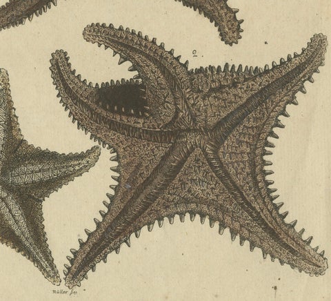 Antique Handcolored Engraving of Starfish and Marine Creatures, c.1800, close-up 1