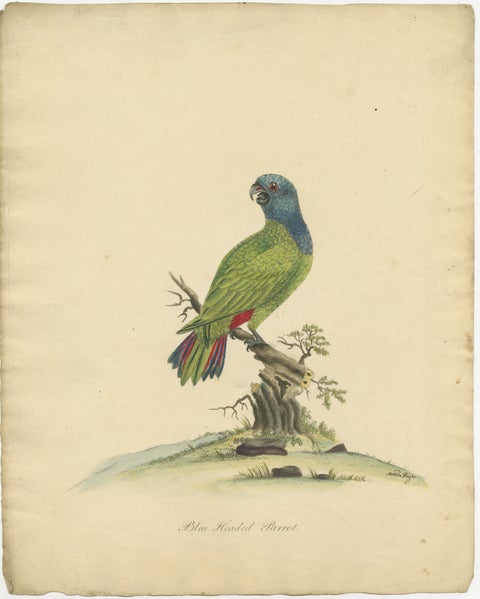 Original Hand-Colored Copperplate Engraving of The Blue-Headed Parrot, 1794, view 2