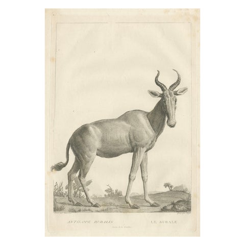1808 Engraving of Antelope Bubalis by S.C. Miger: Detailed Zoological Study