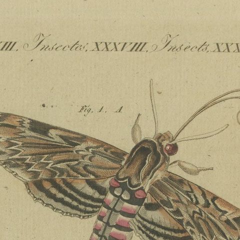 Hand-Colored 1805 Butterfly Print by Bertuch - Convolvulus & Privet Hawk-Moth, close-up 4