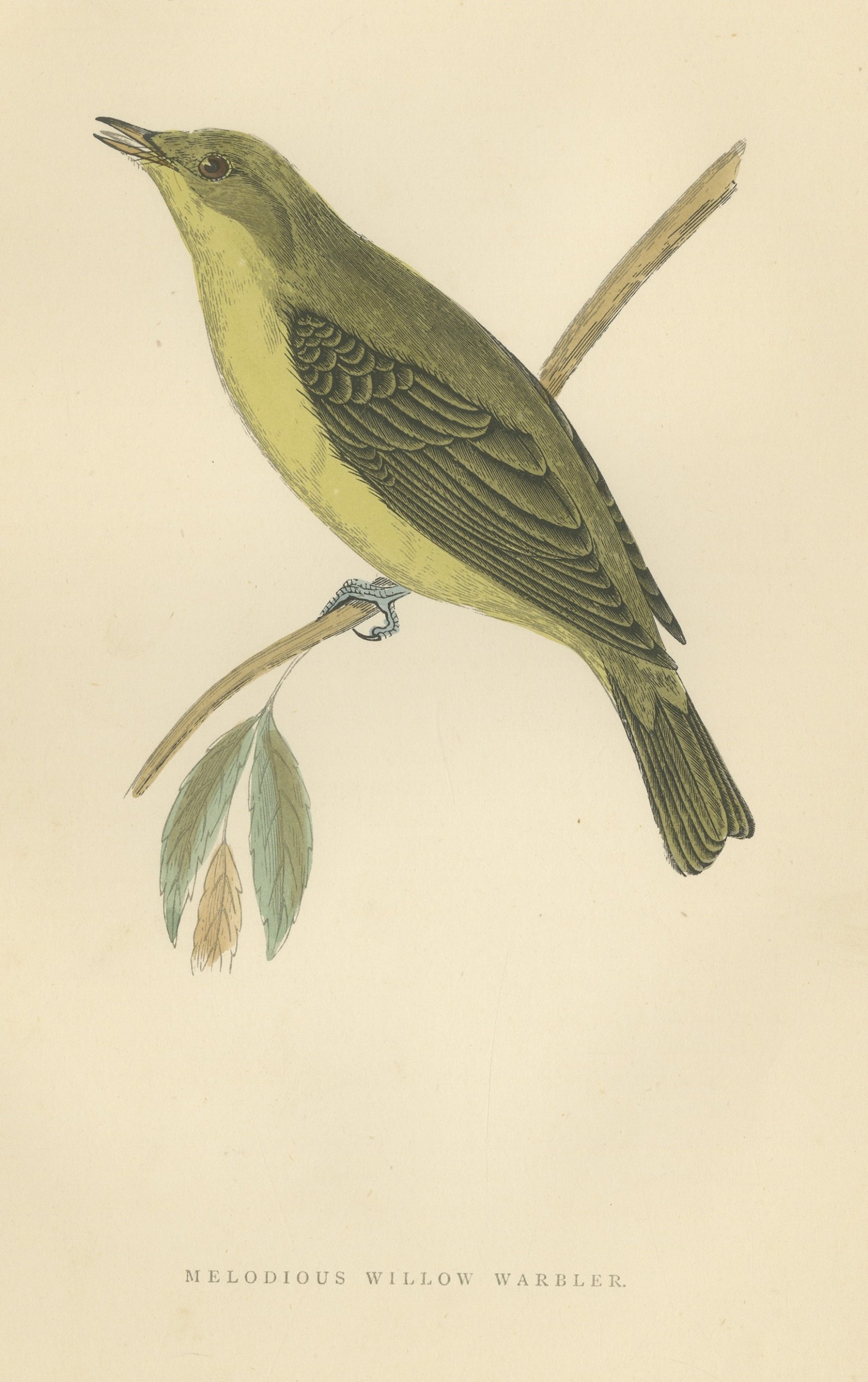 Melodious Willow Warbler Singing on a Twig, Antique Bird Print, Morris, 1896