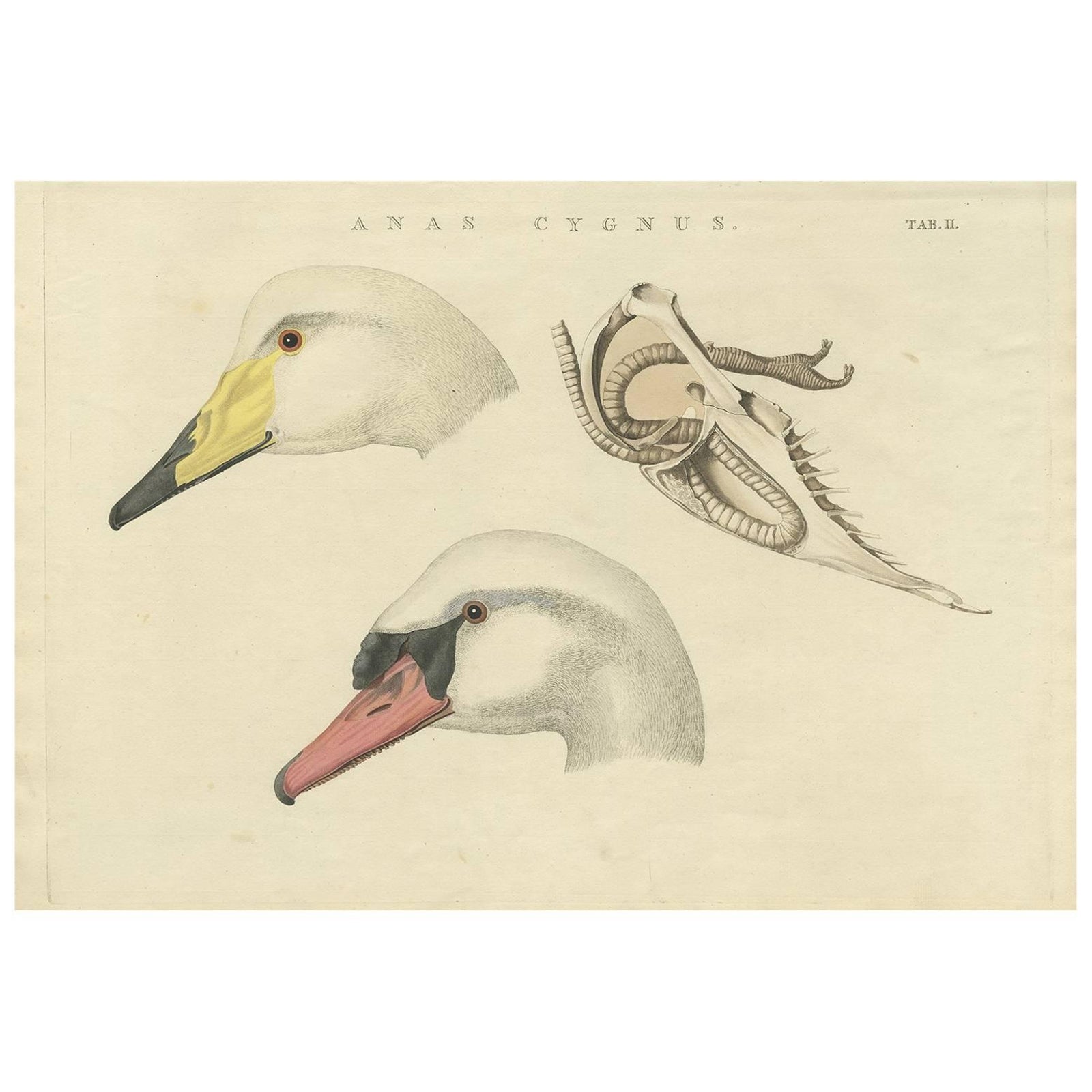 Antique Bird Print of a Swan ‘Tab. II’ by Sepp & Nozeman, 1829