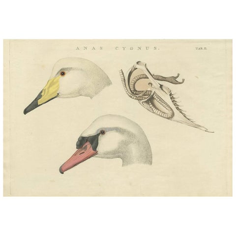 Antique Bird Print of a Swan ‘Tab. II’ by Sepp & Nozeman, 1829