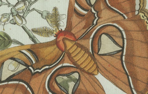 Original Antique Print of an Atlas Moth by Bertuch, circa 1800, close-up 4
