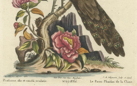 Chinese Peacock-Pheasant, Hand-Colored Engraving by Edwards & Seligmann, c.1770, close-up 3