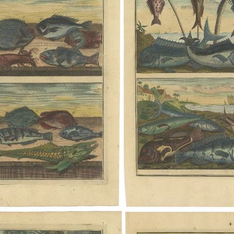 Set of 12 Colored Antique Prints of Various Fishes and Crustaceans, close-up 1