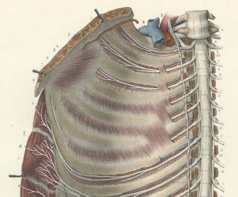 The Intercostal Nerves and Spinal Ganglia, Hirschfeld Anatomy Print, 1866, view 3