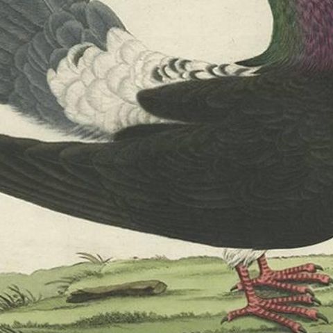 Antique Bird Print of the Fantail Pigeon by Sepp & Nozeman, 1829, close-up 1