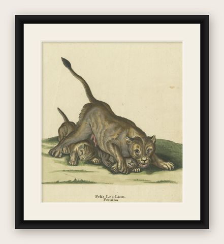 Original Antique Print of a Lioness and Lion Cubs by Ridinger, shown framed