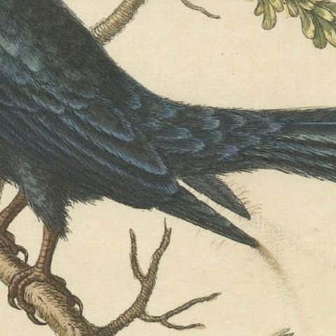 The Black Indian from George Edwards' A Natural History of Uncommon Birds (1743), close-up 4