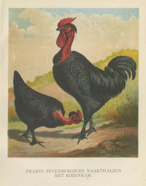 Black Zevenbergen Naked Neck Chickens - A Striking 19th-Century Poultry Print, close-up 5
