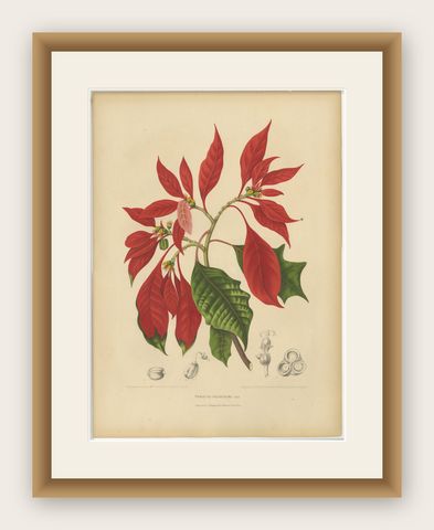 Original Antique Poinsettia Botanical Chromolithograph by Hoola van Nooten, 1880, shown framed
