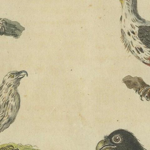 Birds of Prey: Hand-Colored Engraving of Raptors, Published in 1805 by Bertuch, close-up 5