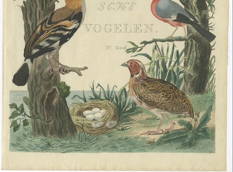Rare Dutch Bird Print, Hoopoe, Bullfinch, Linnet and Quail, ca. 1770–1829, close-up 2