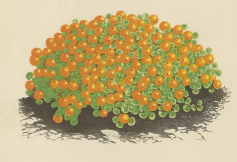 Corsican Betony and Coral Bead Plant, Hand-Coloured Botanical Print, 1874, close-up 2
