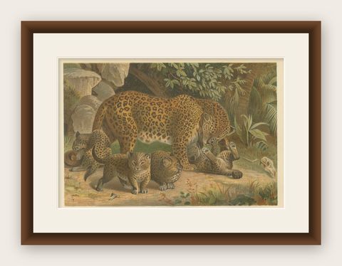 Leopards, Antique Big Cat Print, Victorian Natural History, 1894, shown framed