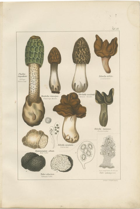 Set of 6 Antique Mycology Prints of the Common Stinkhorn & Other Mushrooms, 1875, view 7