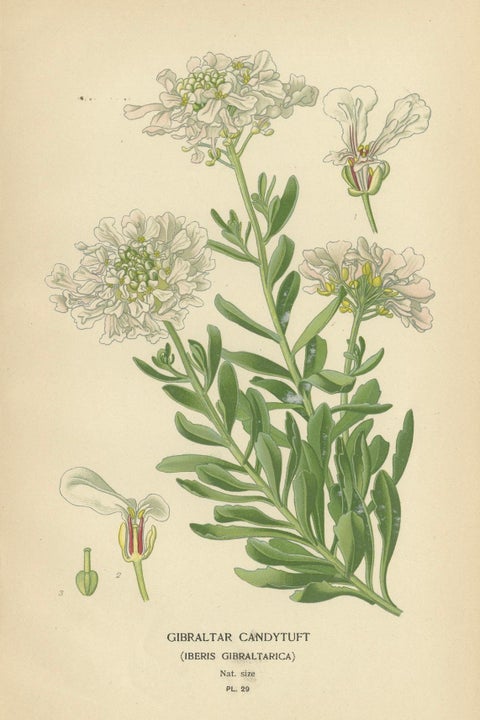Ephemeral Blossoms: Treasures from 'Favourite Flowers of Garden and Greenhouse', close-up 1