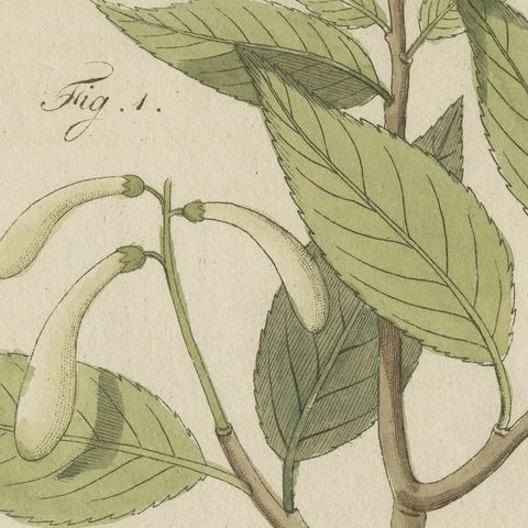 Two Flowering Tree Branches, Antique Bertuch Print, circa 1805, close-up 5