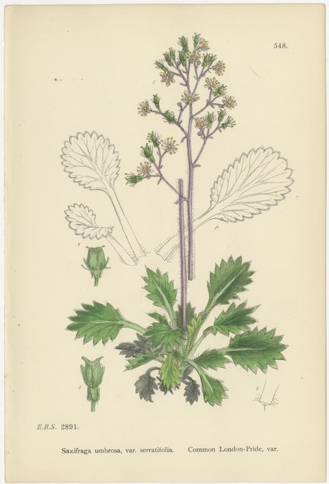 Botanical Engravings of London-Pride Varieties and Yellow Marsh Saxifrage, 1902, view 2