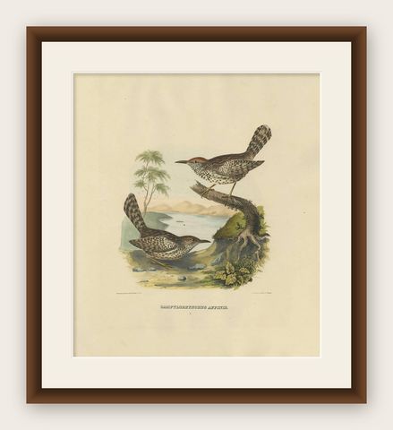 Two Allied Wrens Antique Bird Print Made after D.G. Elliot, 1869, shown framed