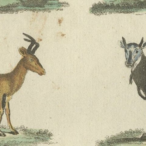 Antique Animal Prints in Old Hand Coloring, Published in 1800, close-up 3