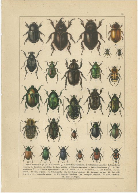Museum Style Beetle Specimen Plates, Victorian Entomology Prints, Set of 8, view 9