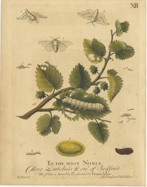 English Hawk & Tiger Moths, Hummingbird Hawk, Garden Tiger, Albin 1720, view 5