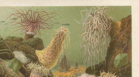 Sea Anemones, Colorful Marine Invertebrates, Royal Natural History, 1896, close-up 2
