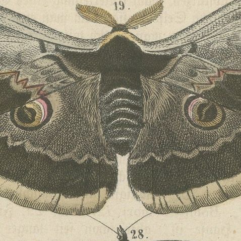 A Study in Wings: Hand-Colored Lepidoptera of the 19th Century, c.1895, close-up 4