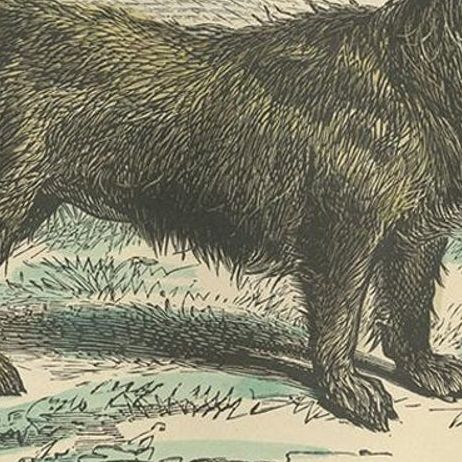 Antique Dog Print of a Skyre Terrier, circa 1890, close-up 1