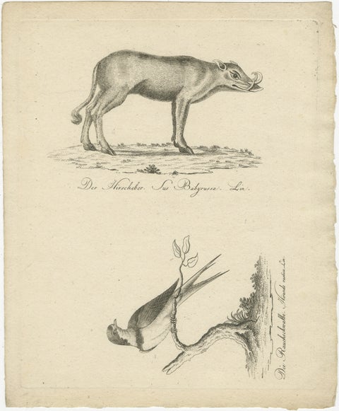 Antique Engraving of a Babirusa and a Swallow, ca.1800, view 2