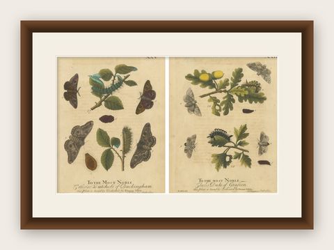 Antique English Moths with Oak Leaves, Hand-Colored Entomology Engravings 1720, shown framed