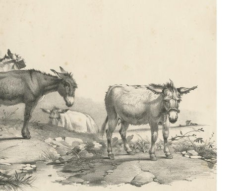 No. 10 Antique Print of Donkeys by Cooper, 1839, view 4