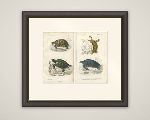 Set of 2 Original Antique Prints of Turtles, shown framed