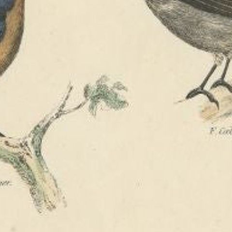 Antique Bird Print of the Skylark and Other Birds, c.1860, close-up 1