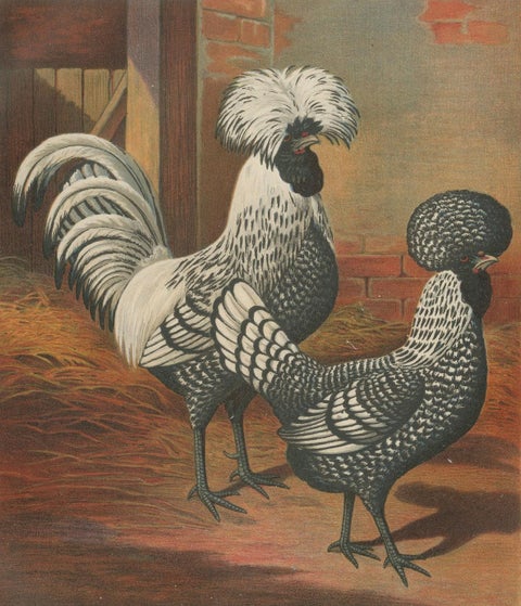 The Regal Silver Polish Chicken - A Rare 19th Century Poultry Lithograph, close-up 4